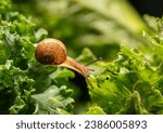 Small photo of A beautiful backlit snail is crawling down on kayle leaves with its antennae and eye pointing forward. as it searches for leaves to eat —the concept of slowness, slow speed.