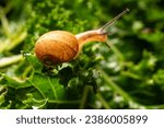 Small photo of A beautiful backlit snail is crawling on kayle leaves with its antennae and eye pointing forward. as it searches for leaves to eat —the concept of slowness, slow speed.