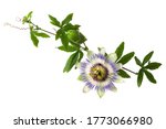 Passiflora  Passionflower  With ...
