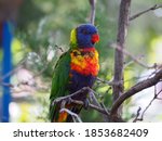 Small photo of A lorikeet sitting nobly on a branch.