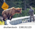 Brown Bear Near Unsuspecting Man