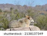 Lone Coyote Napping In The Sun