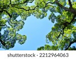 A clear blue sky seen through the leaves of a camphor tree looking up from below