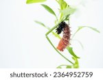Small photo of Still soft red Indian Fritillary butterfly just metamorphosed into a pupa after shedding its larval skin on a green viola stem against a white background.