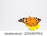 Beautiful Painted Lady butterfly drying its freshly hatched wings on an orange calendula flower against a white background