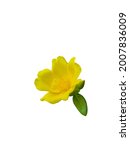 Small photo of Purslane(Portulaca oleracea ) or duckweed flowers are small yellow, and have five heart-shaped petals. isolated on white background. Duckweed or little hogweed flower isolated on white background.
