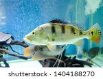 Fish Cichla Monoculus In The...
