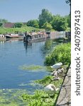 Small photo of Hackney, London, UK - June 4, 2023: Swans and cygnets clean themselves on the side of the River Lea in Clapton