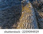 Close Up Of Fallen Tree Trunk...