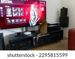 Small photo of Female tubby cat in front of TV screen with PS5 video game running at City of Zurich on a blue cloudy spring day