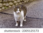 Small photo of Big female white, black and brown tubby cat standing at pier of passenger ship at Swiss village of Sisikon on a cloudy spring morning