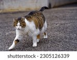 Small photo of Big female white, black and brown tubby cat walking at pier of passenger ship at Swiss village of Sisikon on a cloudy spring morning