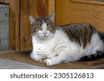 Small photo of Big female white, black and brown tubby cat lying at pier of passenger ship at Swiss village of Sisikon on a cloudy spring morning