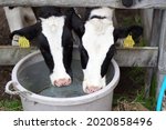 Holstein  A Dairy Breed With...