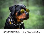 Rottweiler Dog With Sunglasses...