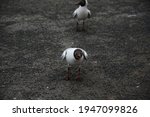 Small photo of Seagulls in their daily pursuit of food search