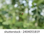 Small photo of View of a tiny red spider called as the Red and Silver Dewdrop spider (Argyrodes Flavescens). The very small spider is sitting on the spider net