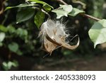 Small photo of An opened coral swirl seed capsule (Wrightia antidysenterica) hanging on a twig with the lightweight, furry seeds that are ready to disperse by the wind