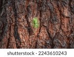 A Young Green Pine Sprout On...