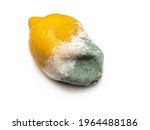 Small photo of One rotten, half-decomposed, limp, green-and-white moldy fruit on a white background. Spoiled, unhealthy, yellow citrus lemon. The concept of expired food products.