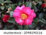 Small photo of Camellia sasanqua, with common name sasanqua camellia, is a species of Camellia native to China and Japan. It is usually found growing up to an altitude of 900 metres.