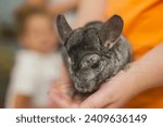 Small photo of Chinchillas belong to one of two species, Chinchilla chinchilla and Chinchilla lanigera, crepuscular rodents in the order Caviomorpha.