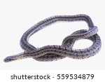 corn snake crawls out of the... | Shutterstock . vector #559534879