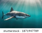 Great white shark underwater ...