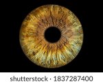 Colorful Brown Green Iris Eye