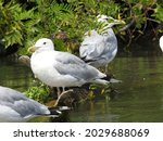 White Seagulls Are Stands On A...