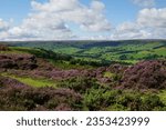 Small photo of Heather in BloomGlaisdale Moor, Glaisdale, North York Moors, North Yorkshire, England