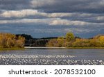 Flock Of Snow Geese Over The...