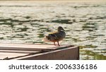 Wild Duck Resting On The Pier.