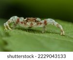 Portrait Of White Crab Spider ...