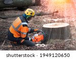 Lumberjack with chainsaw is shortening  a stump of sawed linden tree in linden alley. Removing diseased tree. In the bokeh background is Forest machine, that take away sawed trunk. 