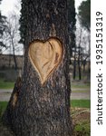 Big Heart Carved On The Bark Of ...