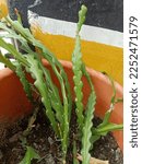 Small photo of Close up of fishbone cactus plant