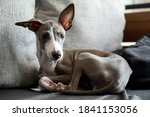 Italian greyhound dog thinking while lying on sofa