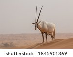 Arabian Oryx   Antelope In...