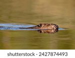 Beaver  castor canadensis ...