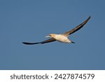 Small photo of Cape gannet (morus capensis) in flight, lambert's bay, south africa, africa