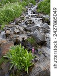 Small photo of Parry's primrose (primula parryi) growing in a stream, american basin, uncompahgre national forest, colorado, united states of america, north america