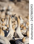Small photo of Cape gannet (morus capensis) pair necking, bird island, lambert's bay, south africa, africa