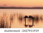 Sleeping pelicans  lake albert  ...