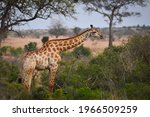 A Lonely Giraffe Feeding In The ...