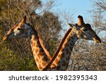 Two Giraffes Crossing Paths In...