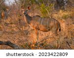 A Female Greater Kudu ...