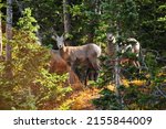 A Small Group Of Bighorn Sheep...