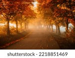 Autumn forest road leaves fall in ground landscape on autumnal background. Colorful foliage in the park. Falling leaves. Autumn trees in the fog