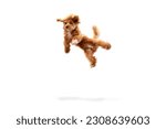 Small photo of Levitating dog. Portrait with funny animal with red fur and fluffy paws jumping isolated over white studio background. Pet looks healthy and happy. Friend, love, care and animal health concept